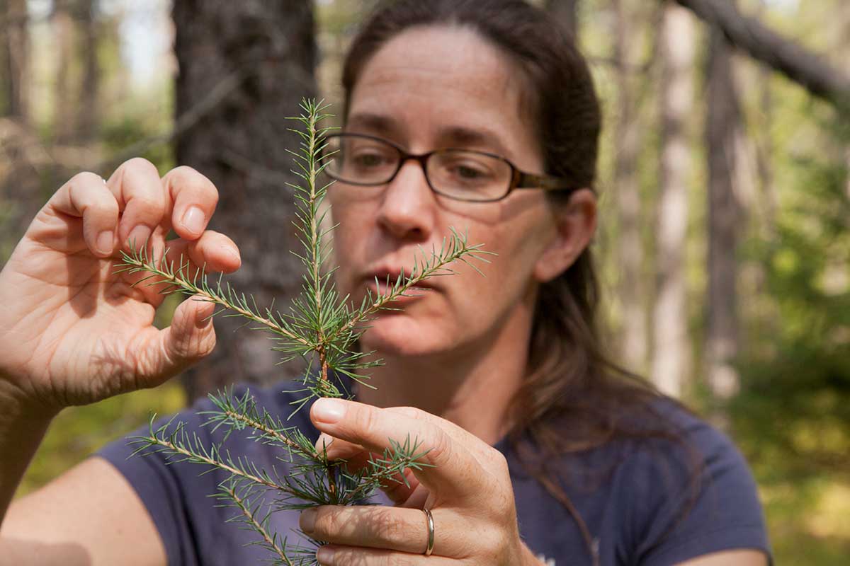 image of Dr. Rebecca Montgomery conducting research on a small pine sapling
