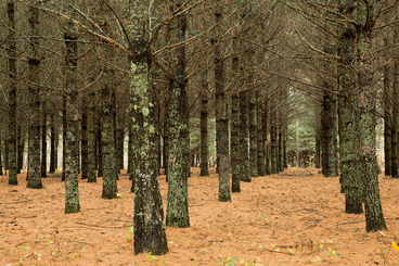 picture of a stand of pine trees with needles on the ground