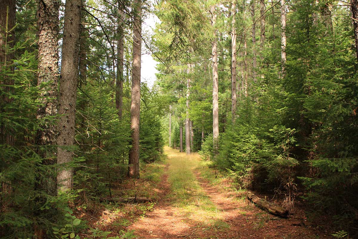 image of forest with path running through the middle