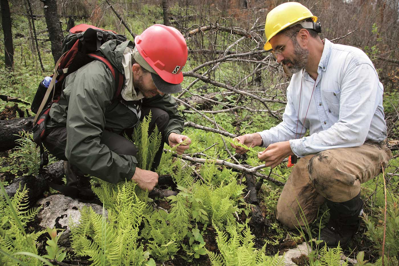 Two men wearing hardhats examine ferns in a forest.