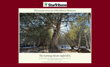 The Star Tribune logo is centered at the top of the image. Below that is a screenshot of the article. A large photograph of an ancient northern white cedar tree in winter with dabbled sunlight surrounding it.
